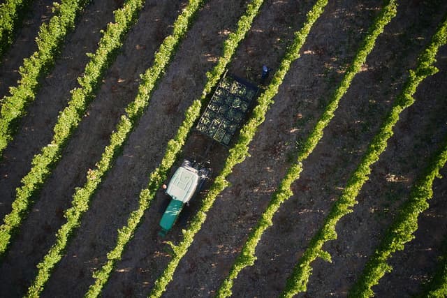 Wine & Vineyards